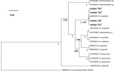 Bacterial Communities of Diatoms Display Strong Conservation Across Strains and Time